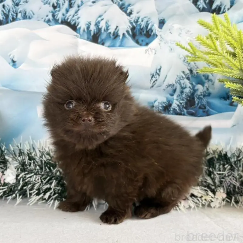 商談中の秋田県のポメラニアン-442752