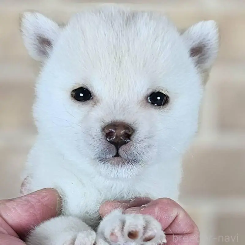 販売中の和歌山県の豆柴-443560