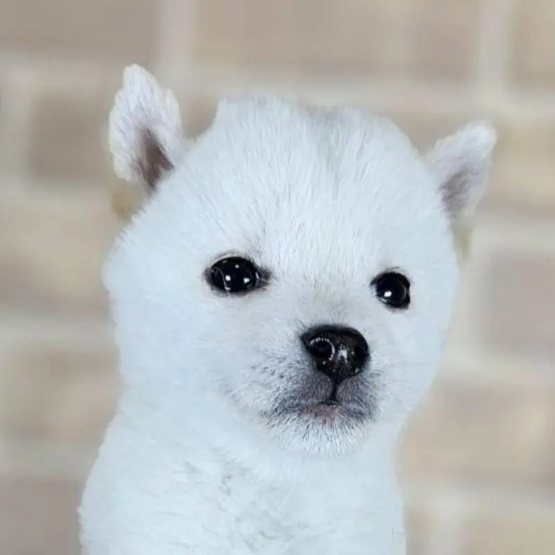 販売中の和歌山県の豆柴-443583