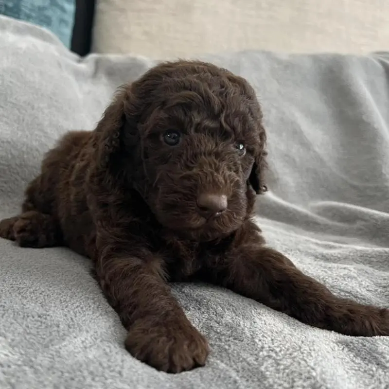 販売中の青森県のミディアムプードル-443709