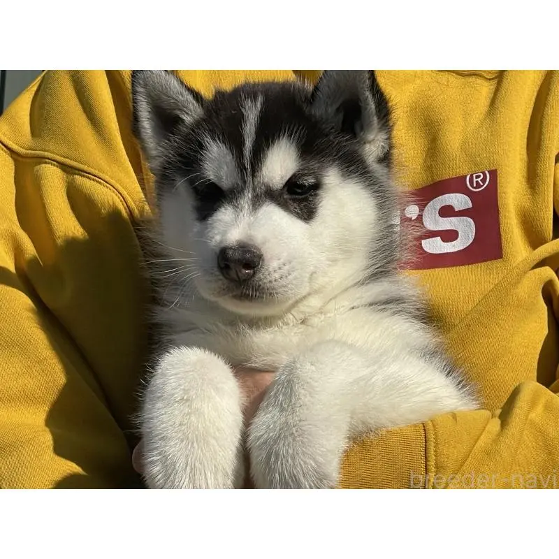 販売中の岐阜県のシベリアンハスキー-443770