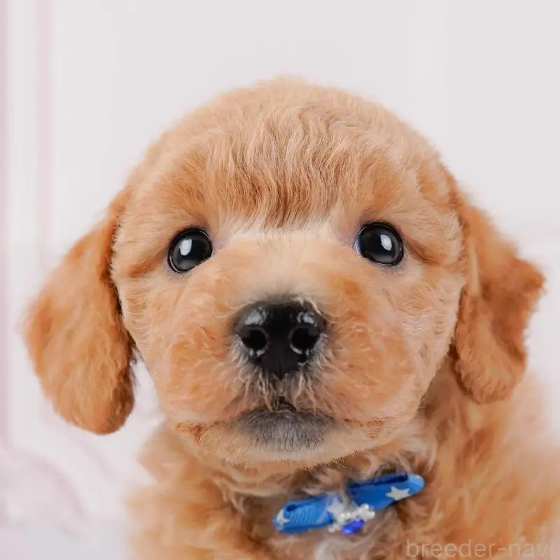 販売中の神奈川県のビションプー:ビションフリーゼ×トイプードル-443827