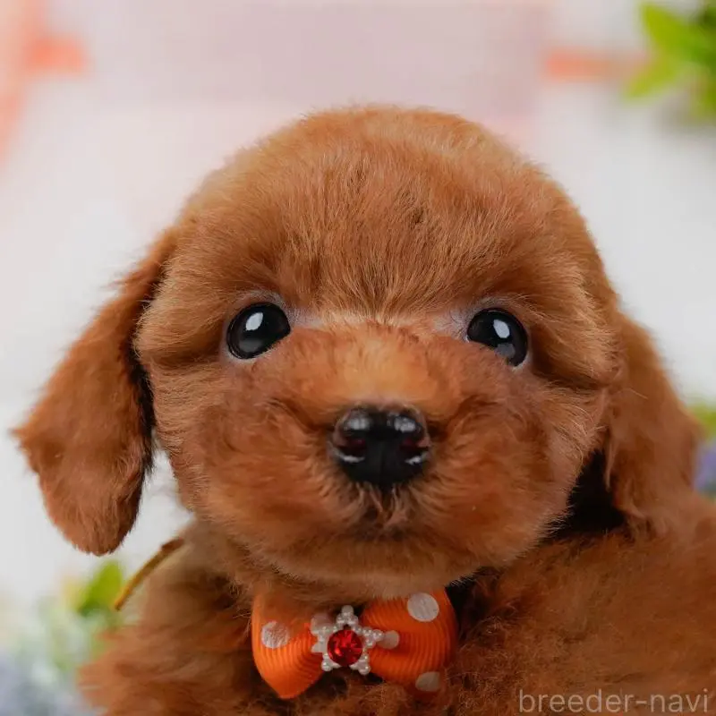 販売中の神奈川県のトイプードル-443902