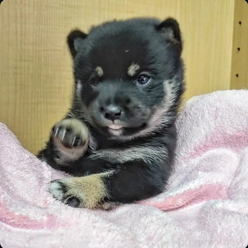 販売中の神奈川県の豆柴-443959