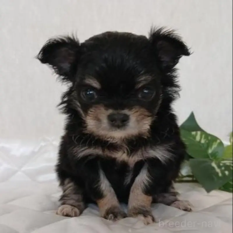 販売中の長崎県のチワワ(ロングコート)-443693