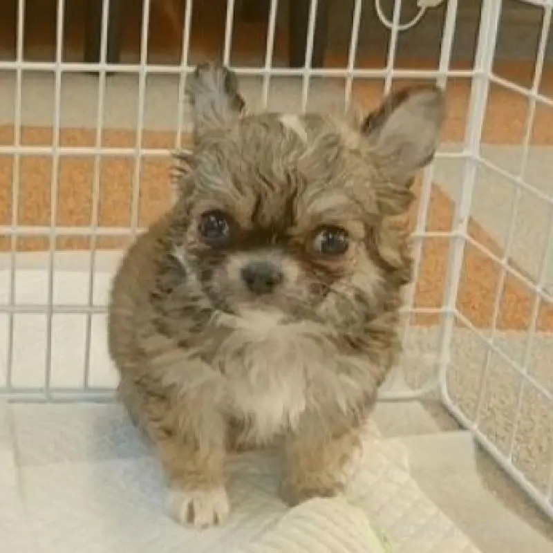 販売中の長崎県のチワワ(ロングコート)-443698