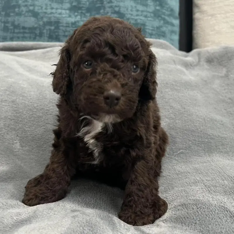 販売中の青森県のミディアムプードル-443701