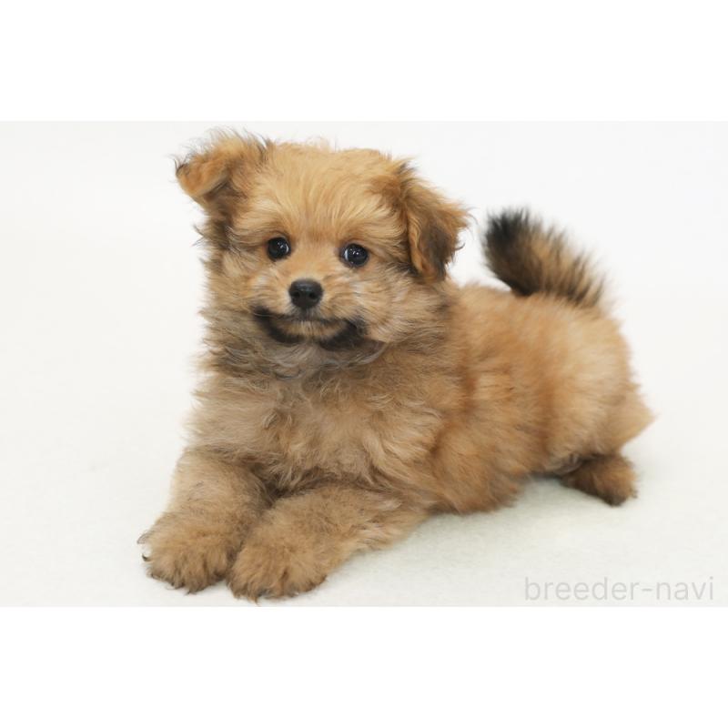 販売中の神奈川県のポメプー:ポメラニアン×トイプードル-433960
