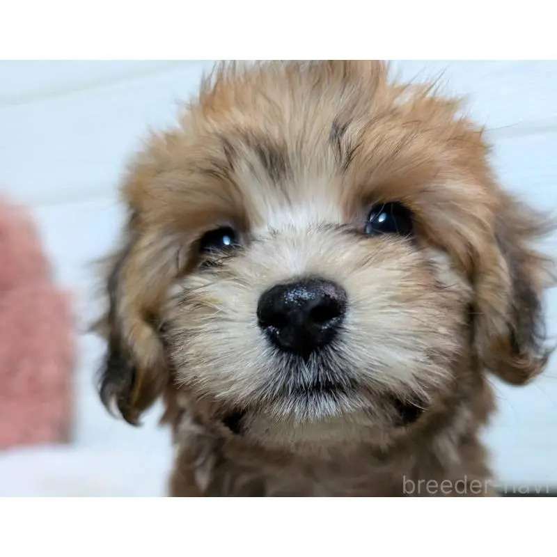 販売中の宮崎県のマルックス:マルチーズ×ミニチュアダックスフンド-444496