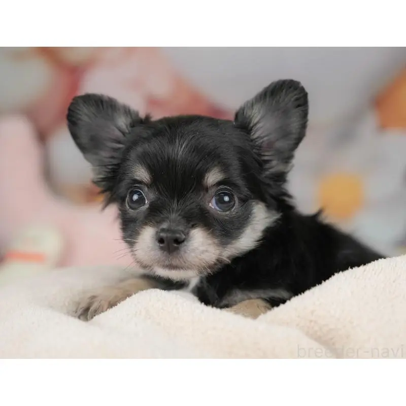 販売中の栃木県のチワワ(ロングコート)-445826