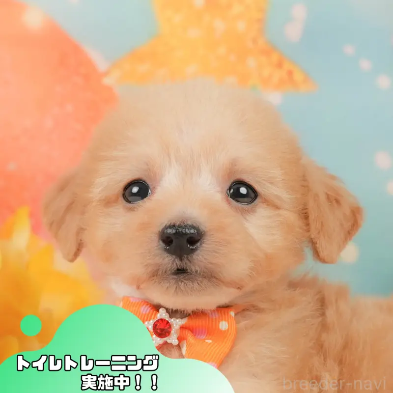 販売中の静岡県のタイニープードル-444725