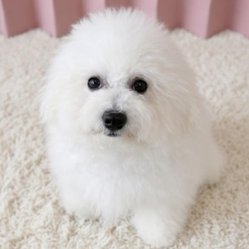 販売中の栃木県のビションフリーゼ-417739