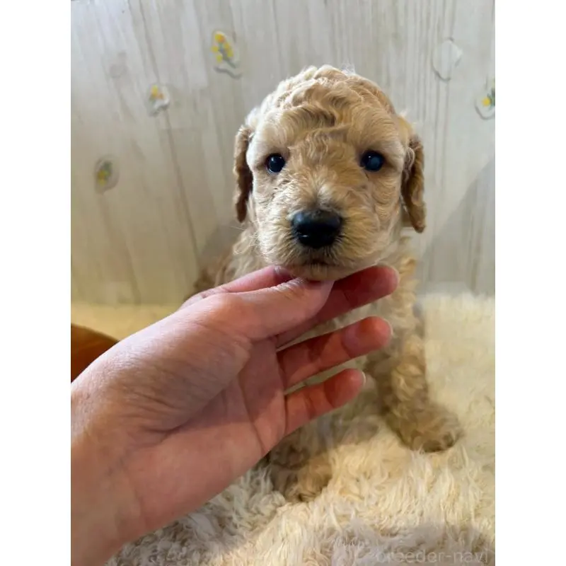 販売中の群馬県のトイプードル-445062