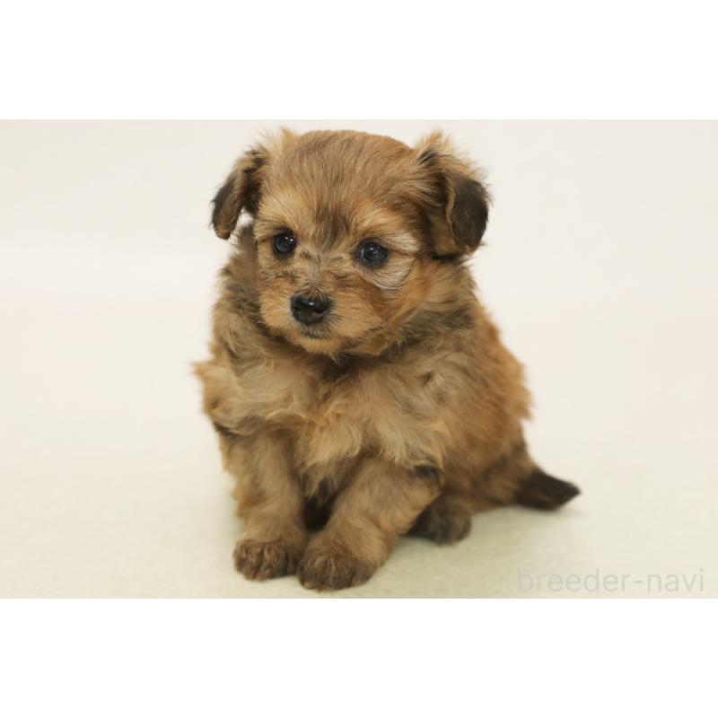 販売中の神奈川県のポメプー:ポメラニアン×トイプードル-441444