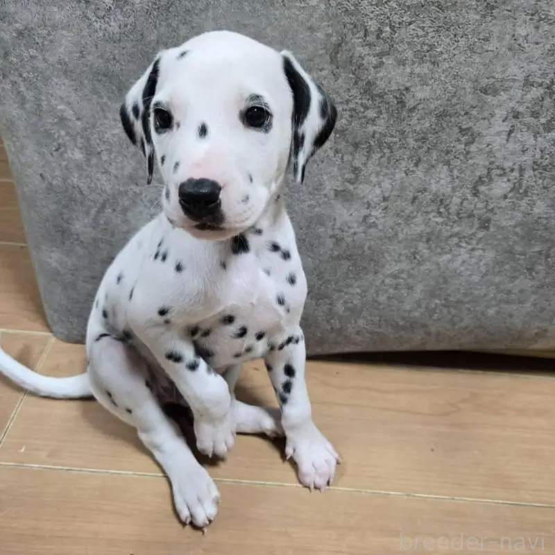 販売中の大阪府のダルメシアン-445338