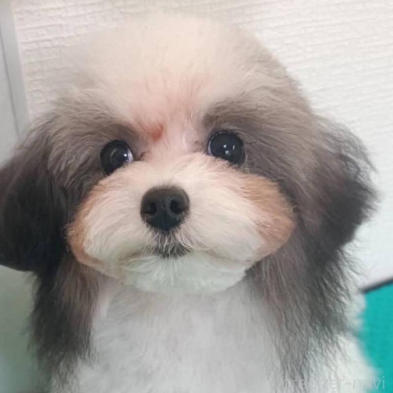 販売中の愛媛県のティーカッププードル-432327