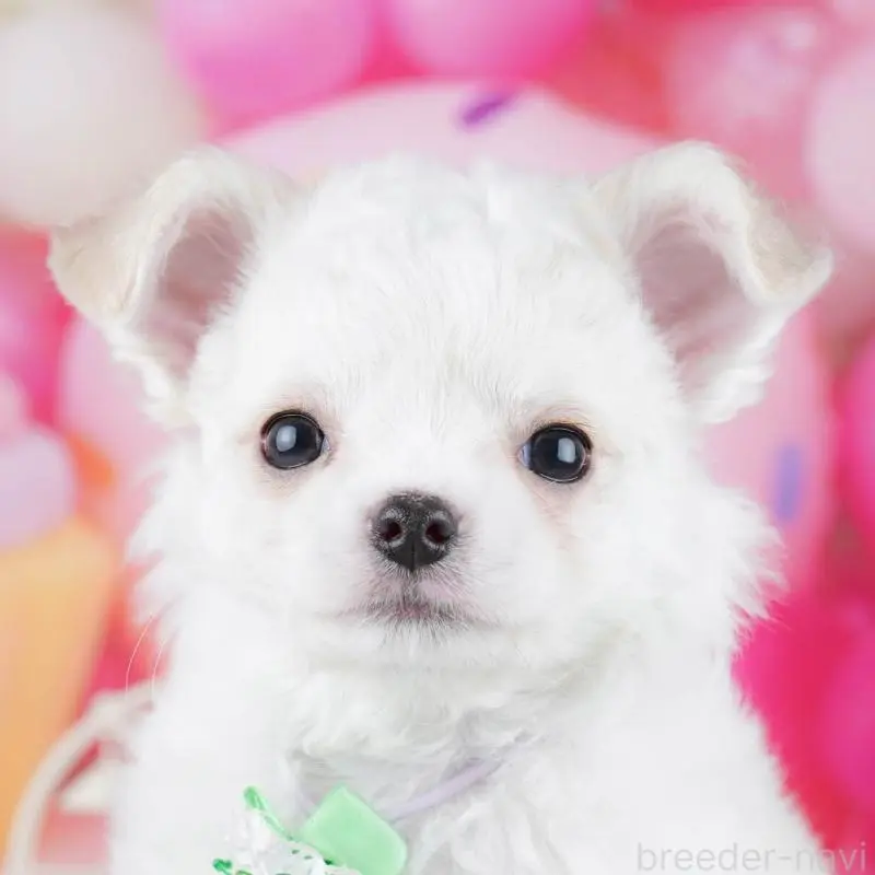 販売中の神奈川県のチワワ(ロングコート)-445416