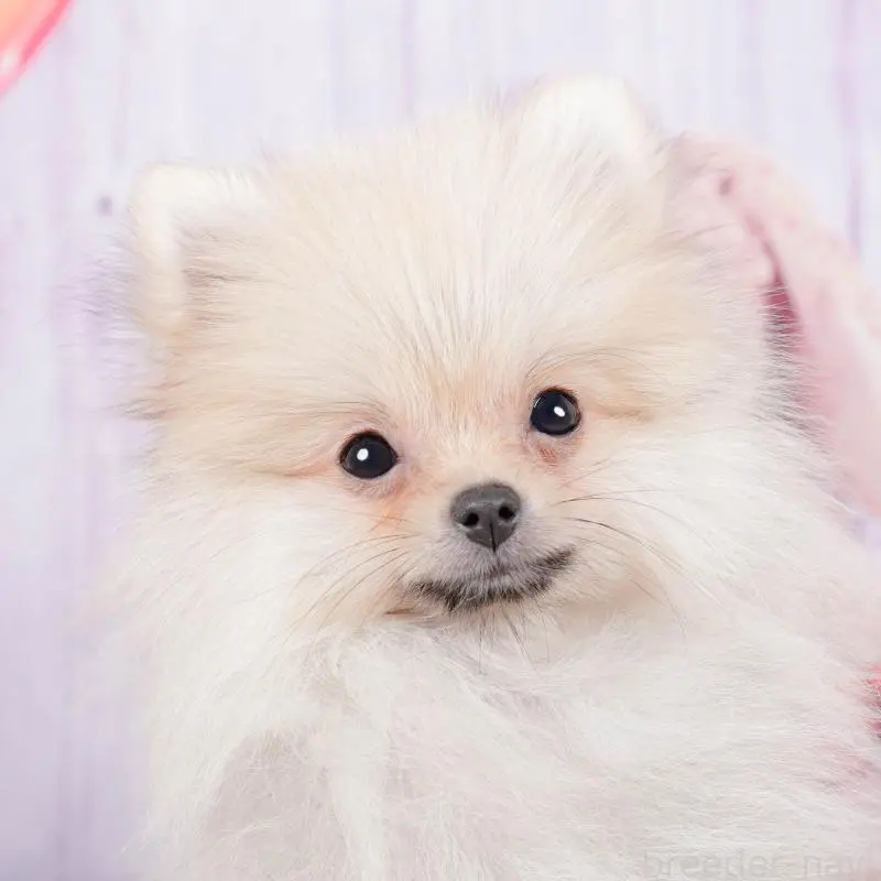 販売中の神奈川県のポメラニアン-445418