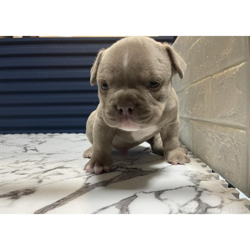 販売中の滋賀県のエキゾチックブリー-440732