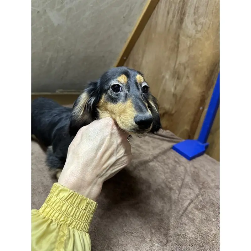 販売中の青森県のミニチュアダックスフンド(ロングヘアード)-445465