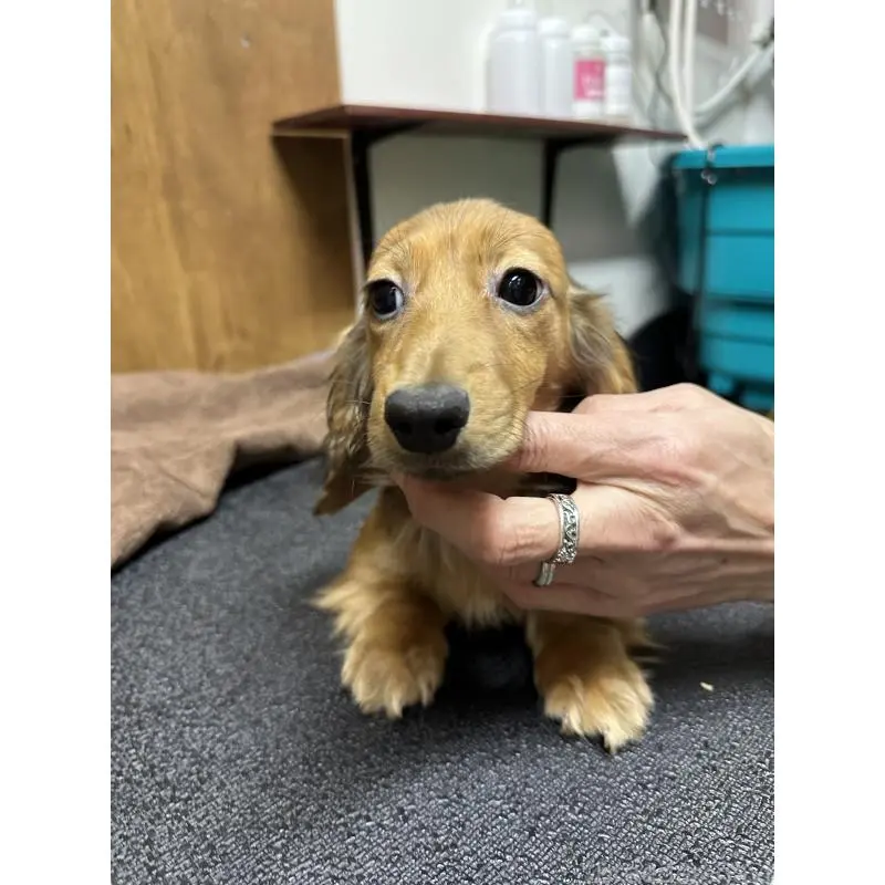 販売中の青森県のミニチュアダックスフンド(ロングヘアード)-445466