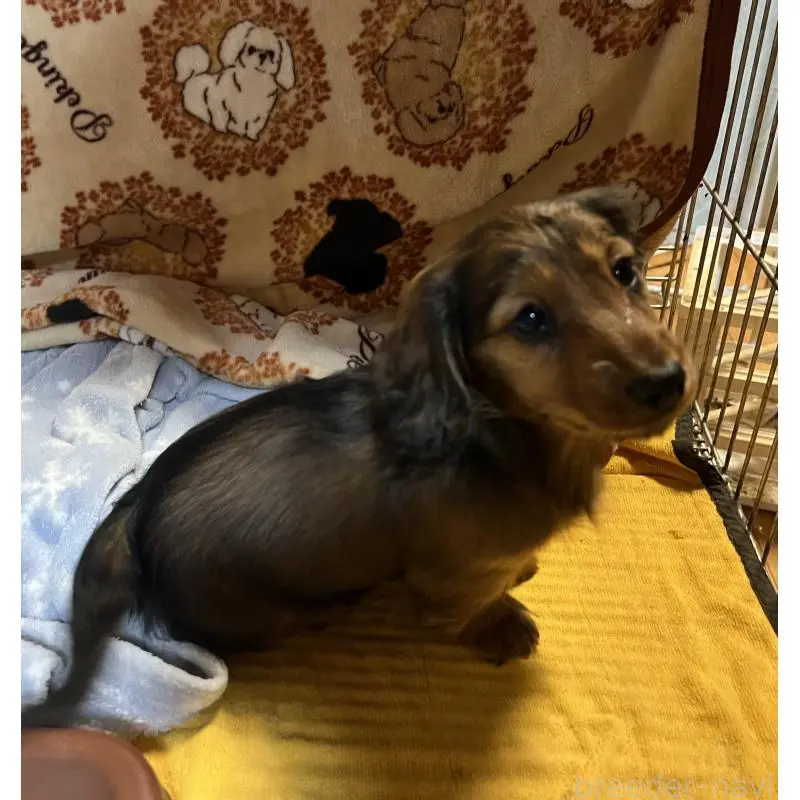 販売中の宮城県のミニチュアダックスフンド(ロングヘアード)-445513