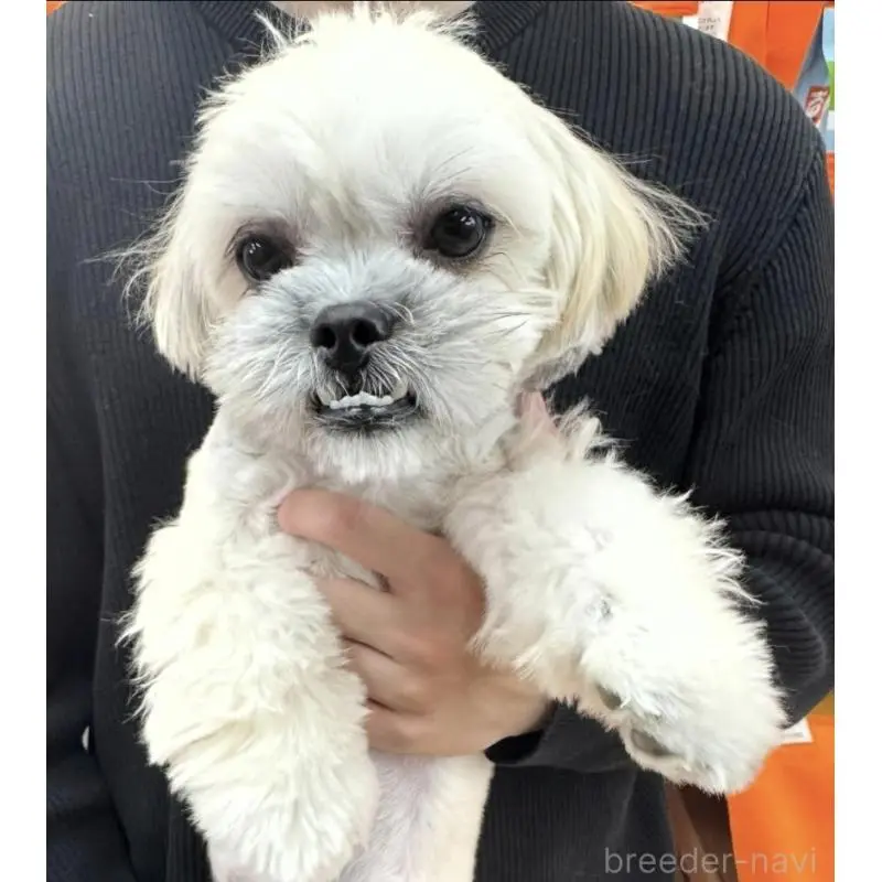 販売中の青森県のミックス犬-445617