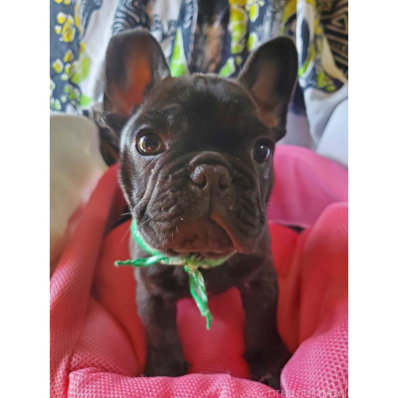 販売中の岩手県のフレンチブルドッグ-435884