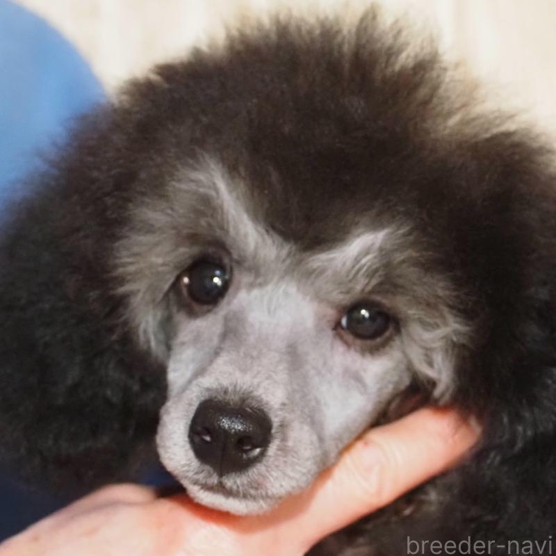 販売中の山梨県のトイプードル-434393