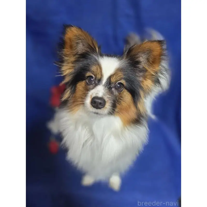 販売中の新潟県のパピヨン-446342