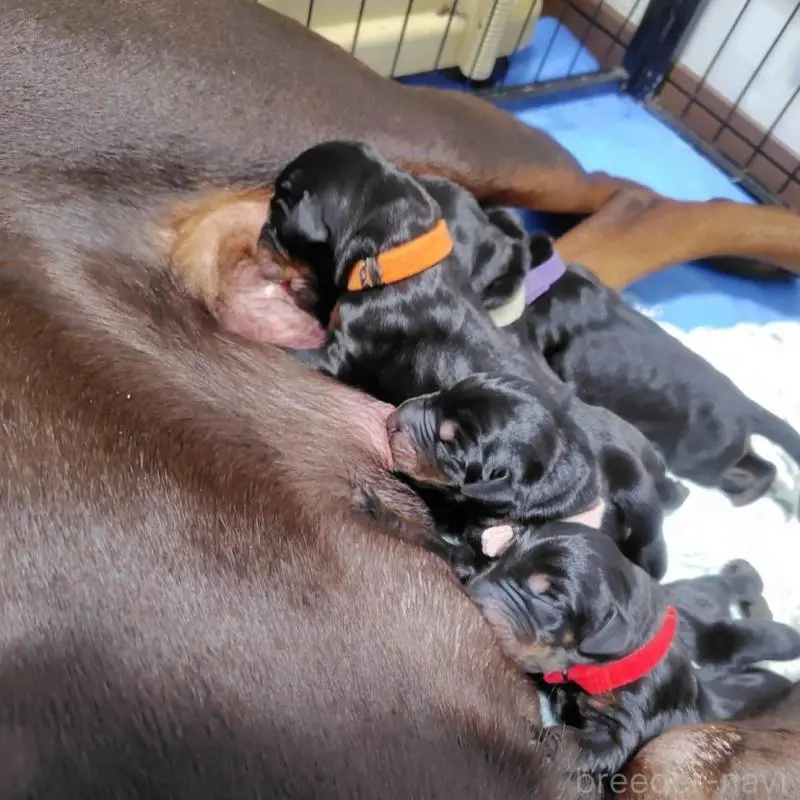 販売中の長野県のドーベルマン-446662