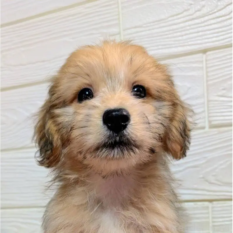 販売中の宮崎県のマルックス:マルチーズ×ミニチュアダックスフンド-447011