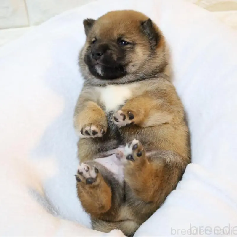 販売中の大分県の豆柴-447235