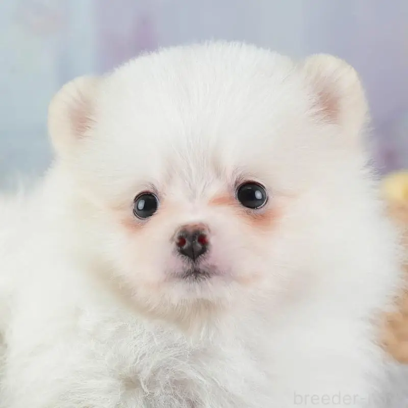 販売中の埼玉県のポメラニアン-447495