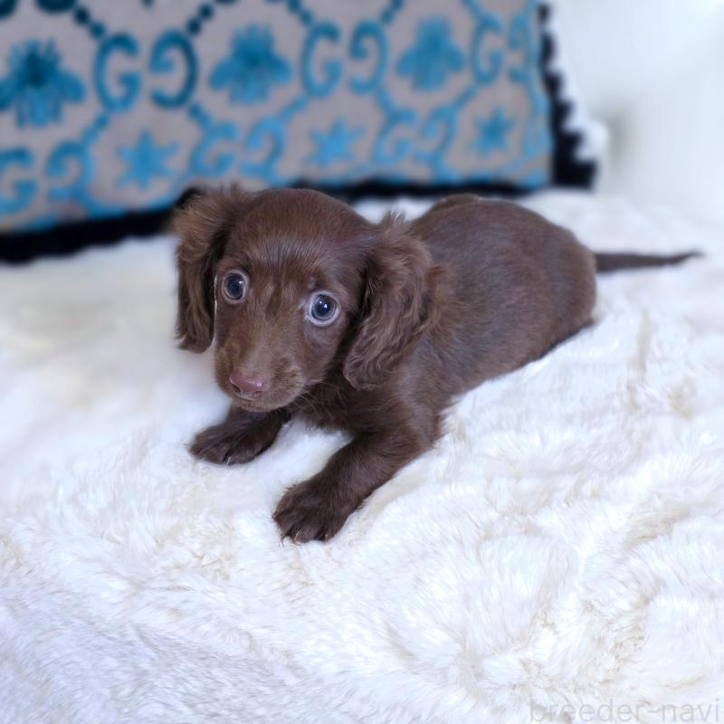 販売中の東京都のカニンヘンダックスフンド(ロングヘアード)-447492