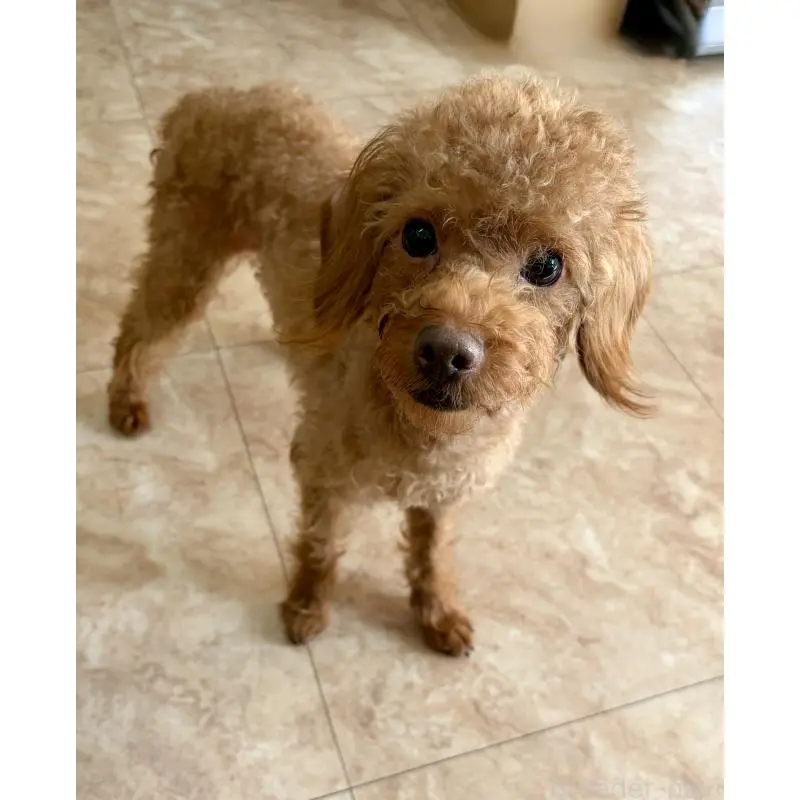 販売中の沖縄県のミックス犬-447864