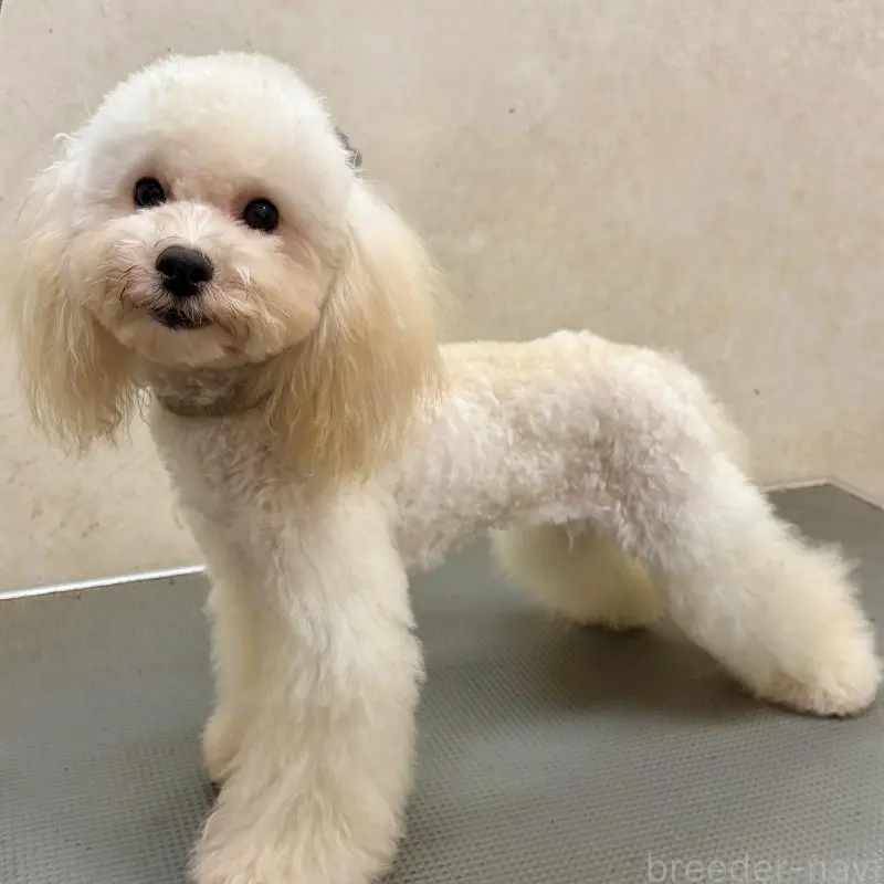 販売中の沖縄県のミックス犬-447879