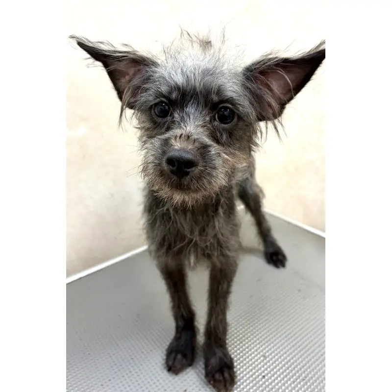 販売中の沖縄県のミックス犬-447894