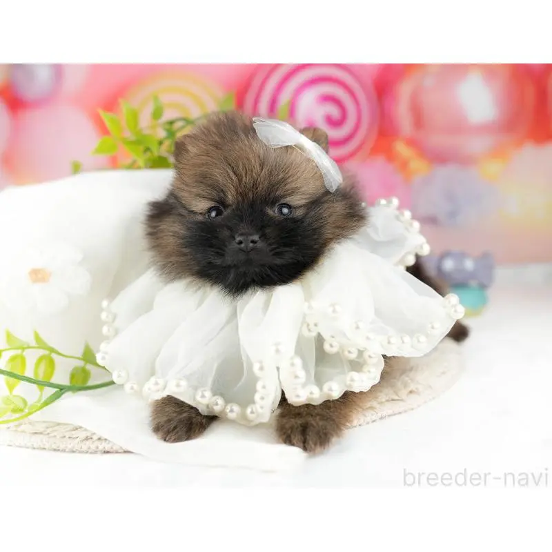 販売中の千葉県のポメラニアン-448556