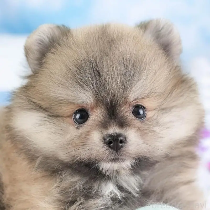 販売中の埼玉県のポメラニアン-448142