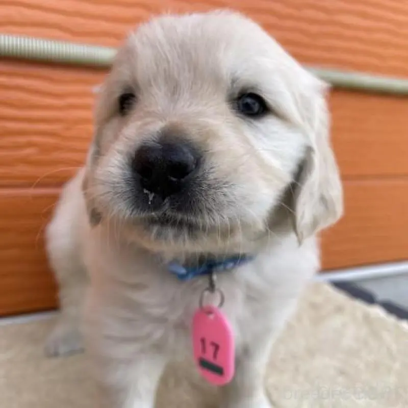 販売中の茨城県のゴールデンレトリーバー-447942