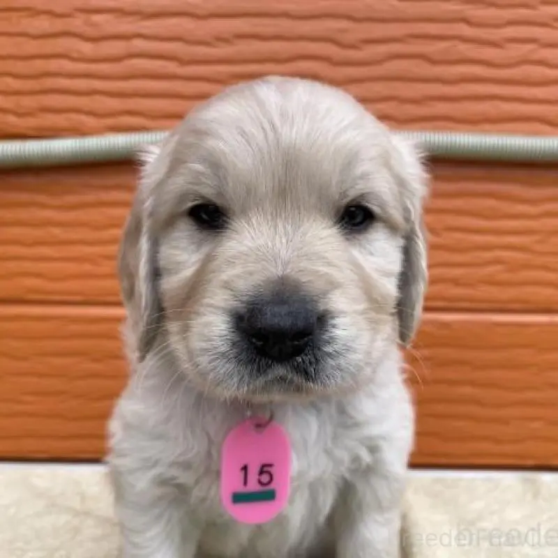 販売中の茨城県のゴールデンレトリーバー-447944