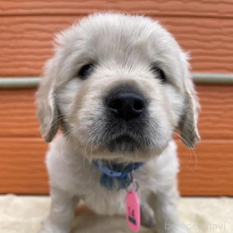 販売中の茨城県のゴールデンレトリーバー-447947