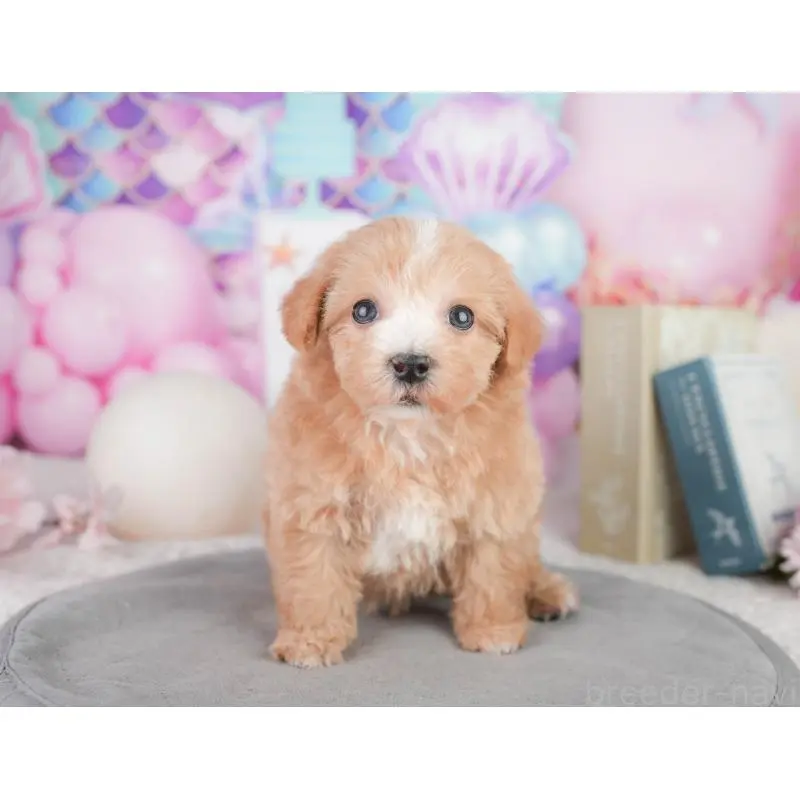 販売中の千葉県のマルプー:マルチーズ×トイプードル-448173