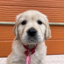 ♀︎ゴールデンレトリーバー