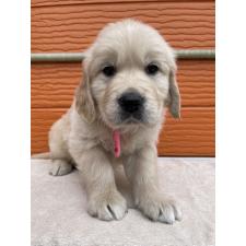 ♀︎ゴールデンレトリーバー