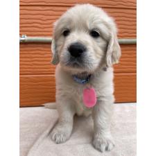 ♀︎ゴールデンレトリーバー