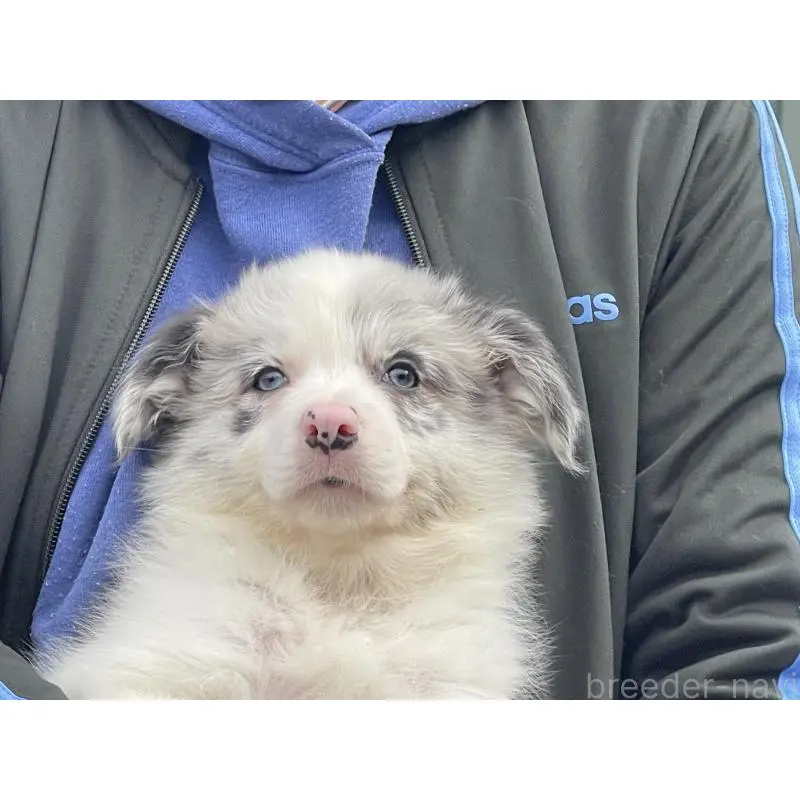 販売中の岐阜県のボーダーコリー-448033