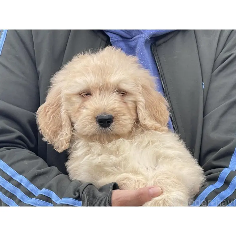 販売中の岐阜県のゴールデンドゥードル:ゴールデンレトリーバー×プードル-448035