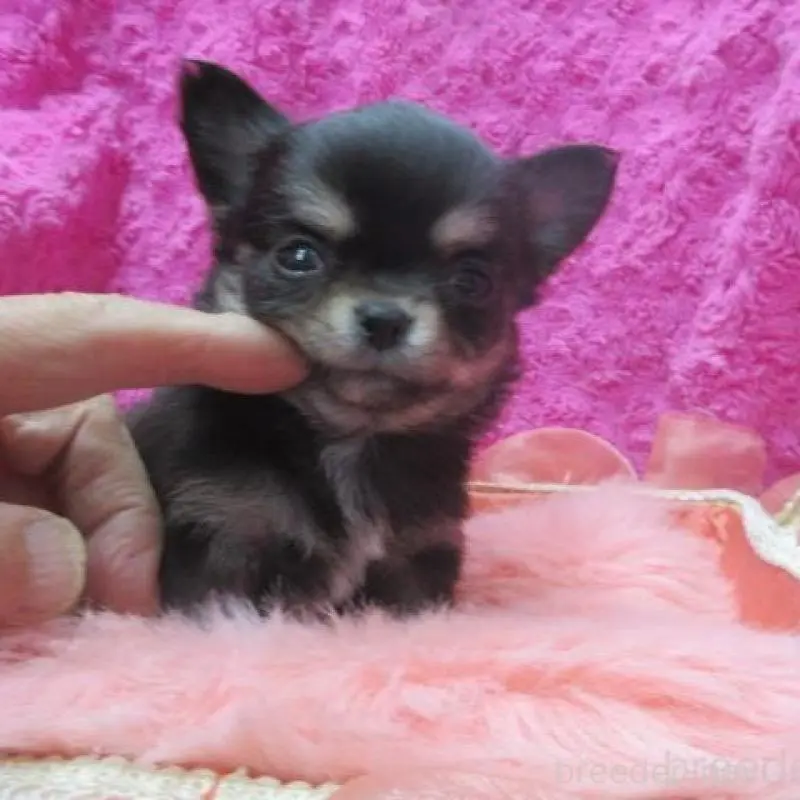 販売中の京都府のチワワ(ロングコート)-448041